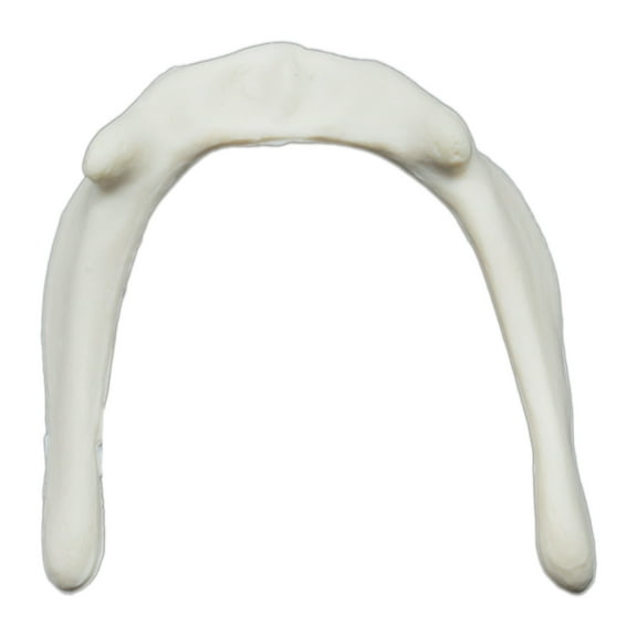 Hyoid Bone Model - Anatomically Accurate Human Bone Replica - Eisco