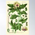 thumbnail image 1 of Hyoscyamus Niger (Black Henbane Or Stinking Nightshade) - Vintage Botanical Illustration Poster Wall Art, Modern Wall Decor For Living Room Bedroom, 8x12 UNFRAMED, 1 of 3