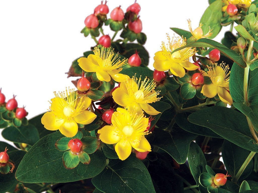 Compact Hypericum Hypearls™ Compact Star St. John's Wort Plant - Hypericum - Gallon Pot ...