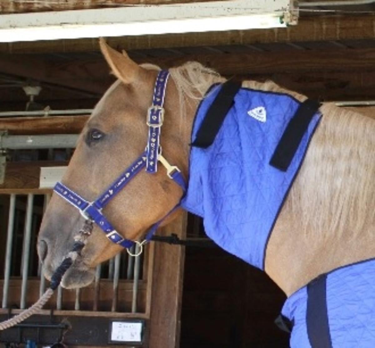 HyperKewl Evaporative Cooling Horse Neck Wrap Large L
