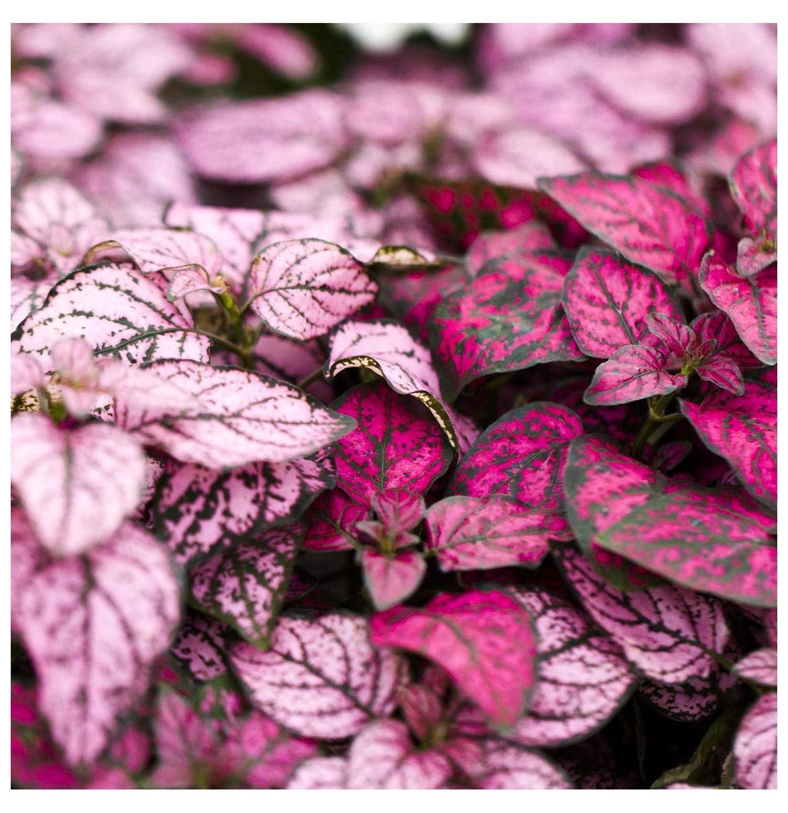 Hypoestes Decorative House Plant Seeds Splash Select Series Mixture