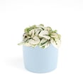 thumbnail image 1 of Hypoestes Phyllostachya White Splash - 2 inch + Blue Modern Pot, 1 of 4