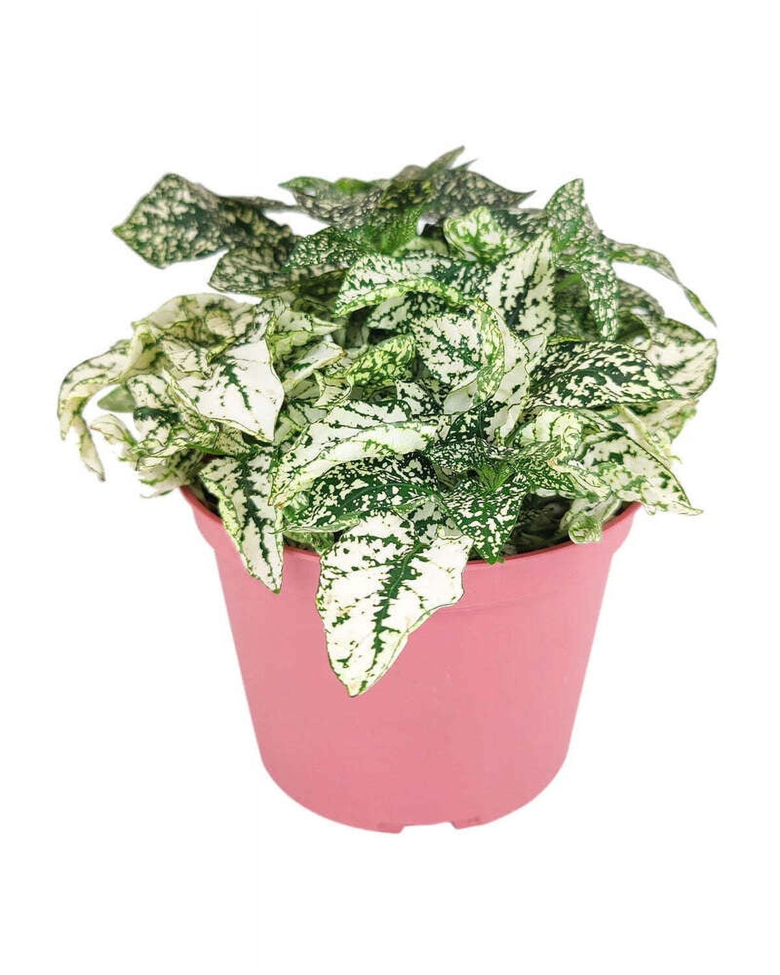 Hypoestes Phyllostachya White Splash