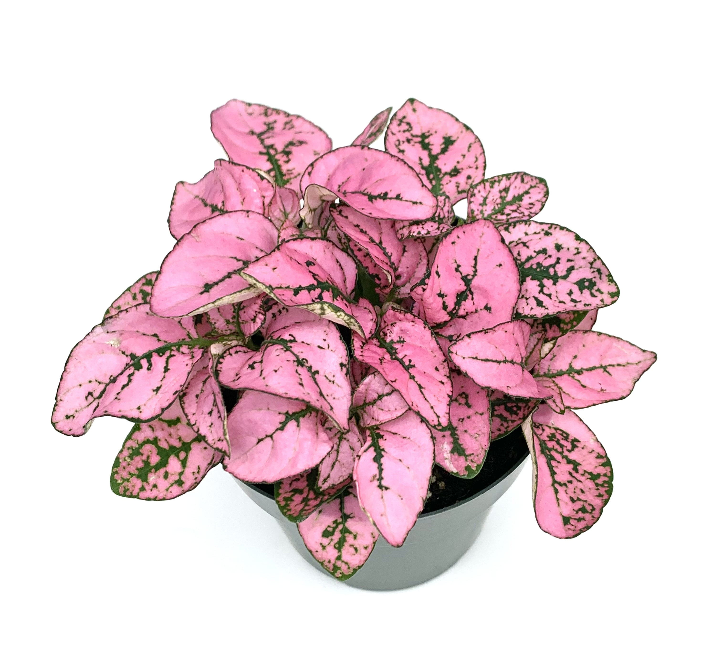 Hypoestes Pink Splash Live Potted House Plants Air Purifying, 2" Pot