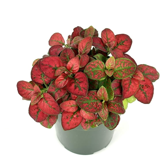 Hypoestes Red Splash Live Potted House Plants Air Purifying, 2" Pot