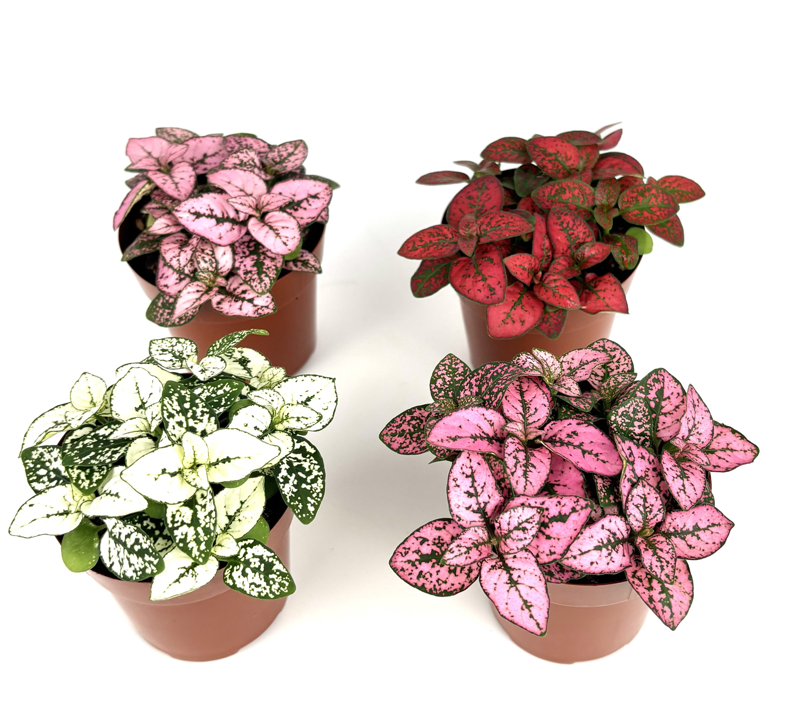 Hypoestes Splash Collection Live Polka Dot Plants, 4 Pack in 2 Inch Pots, Pink Red White Rose Colors, Air Purifying Indoor House Plants
