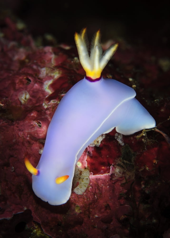 Hypselodoris bullockii nudibranch on coral Solomon Islands Canvas Art - Steve JonesStocktrek Images (12 x 17)