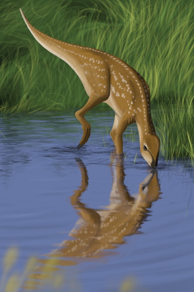 Hypsilophodon drinking water from a prehistoric lake Canvas Art - Michele DessiStocktrek Images (24 x 35)