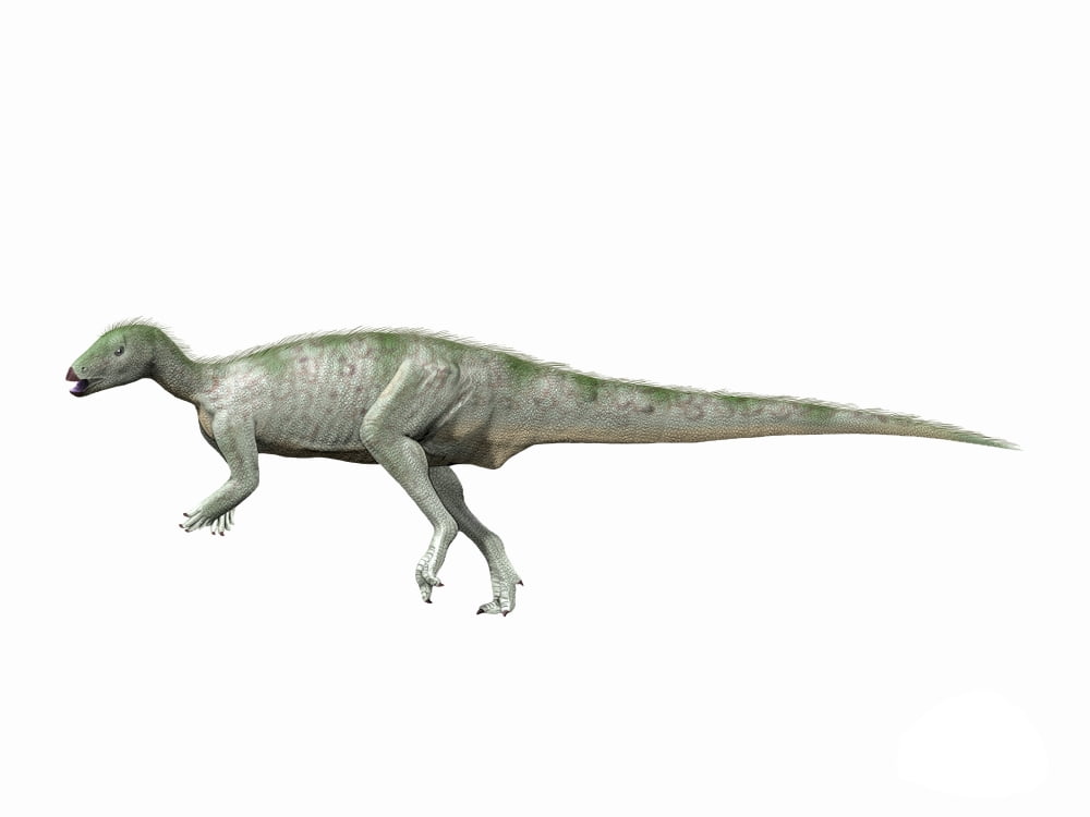 Hypsilophodon foxii Early Cretaceous of England Canvas Art - Nobumichi TamuraStocktrek Images (33 x 25)
