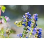 Hyssop Seeds Hyssopus officinalis   2g Pack, Approx. 1800 Seeds, Perennial Herb Seeds, Easy to Grow, Full Sun to Partial Shade