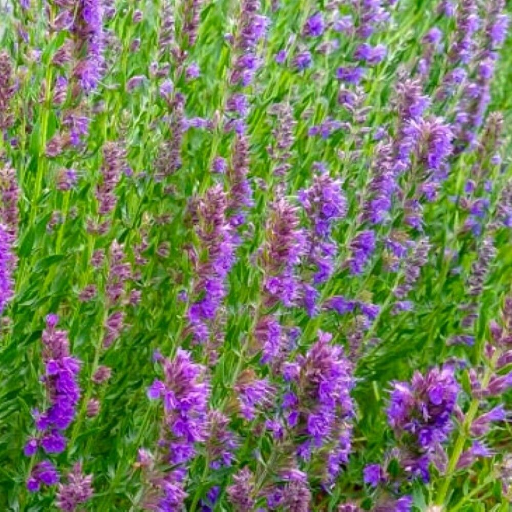 Hyssop Seeds NONGMO Heirloom Fresh Flower Seeds, 200 Seeds