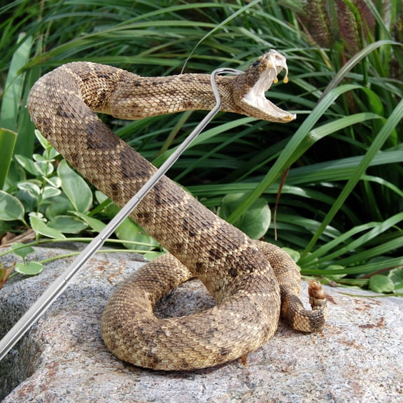 Hytrove Retractable Reptile Hook 1Set For Safe And Reliable Snake Capture In The Outdoors