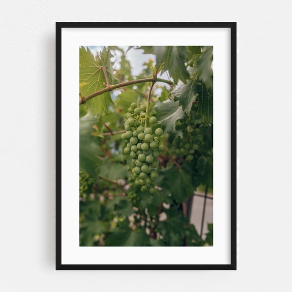 I HEARD IT ON THE GRAPEVINE - Albuquerque New Mexico Photography Botanical Nature Fruit Vineyard Garden Black Framed Wall Art Print 5 x 7 inches