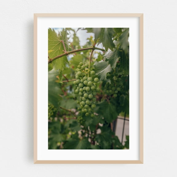 I HEARD IT ON THE GRAPEVINE - Albuquerque New Mexico Photography Botanical Nature Fruit Vineyard Garden Oak Framed Wall Art Print 5 x 7 inches