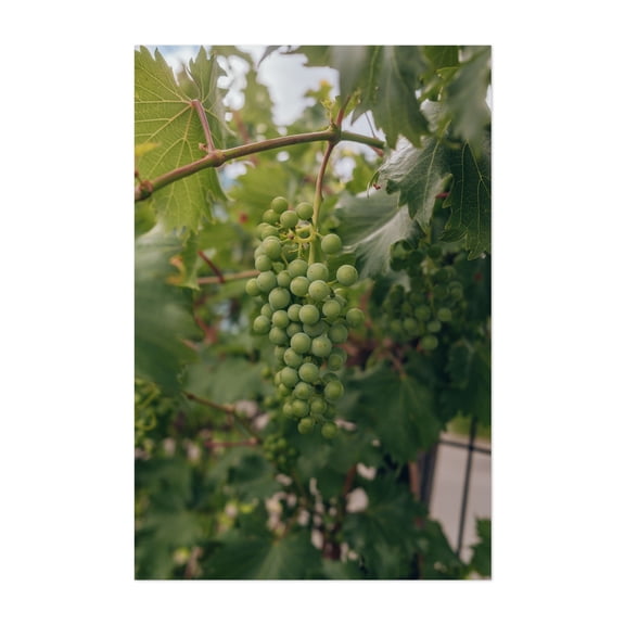 I HEARD IT ON THE GRAPEVINE - Albuquerque New Mexico Photography Botanical Nature Fruit Vineyard Unframed Wall Art Print 4 x 6 inches