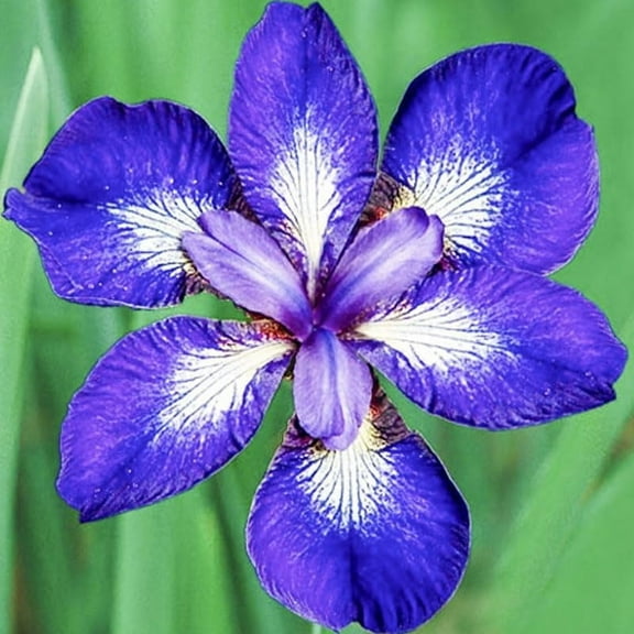 I See Stars Siberian Iris Flower Roots - 3 Irises Per Pack - Deer Resistant - Hardy Perennials