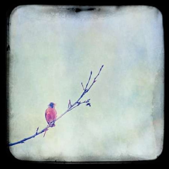I Sing Alone Canvas Art - Roberta Murray (24 x 24)