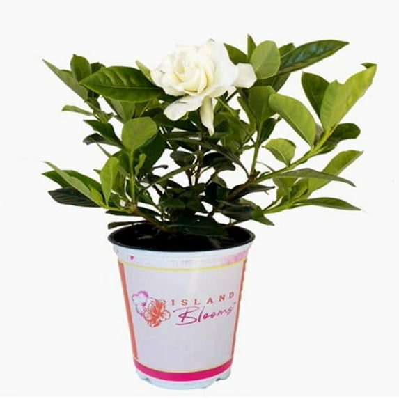 IB 2.5QT GARDENIA
