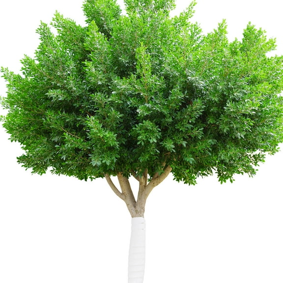 IBASETOY 2pcs Plant Trunk Protector Plastic Spiral Tree Guard Protection from Squirrels and Rodents for Young Trees