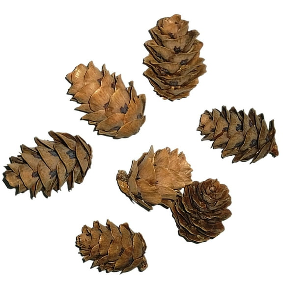 IBASETOY 50 Assorted Color Pine Cone Adornments for Decoration Made of Synthetic Material