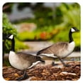 thumbnail image 1 of ICERUN 2Pcs Garden Statues,Acrylic Canada Goose Sculpture Lawn Ornaments,Sun Adaptable Poultry Garden Sculptures,Style2, 1 of 7
