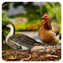 ICERUN 2Pcs Garden Statues,Acrylic Wild Goose and Hen Sculpture Yard Art,Vivid Poultry Imagery Outdoor Garden Decor,Style1