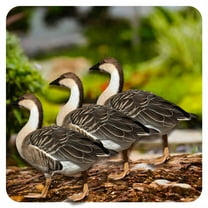 ICERUN 3Pcs Garden Statues,Wild Goose Sculpture Yard Decor,Acrylic Material Animal Garden Statues for Outside,Style1