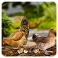 thumbnail image 1 of ICERUN 6Pcs Garden Statues,Acrylic Hen and Chick Sculpture Garden Art,Sun Rain Resistant Statues Yard Decorations Outdoor,Style2, 1 of 7