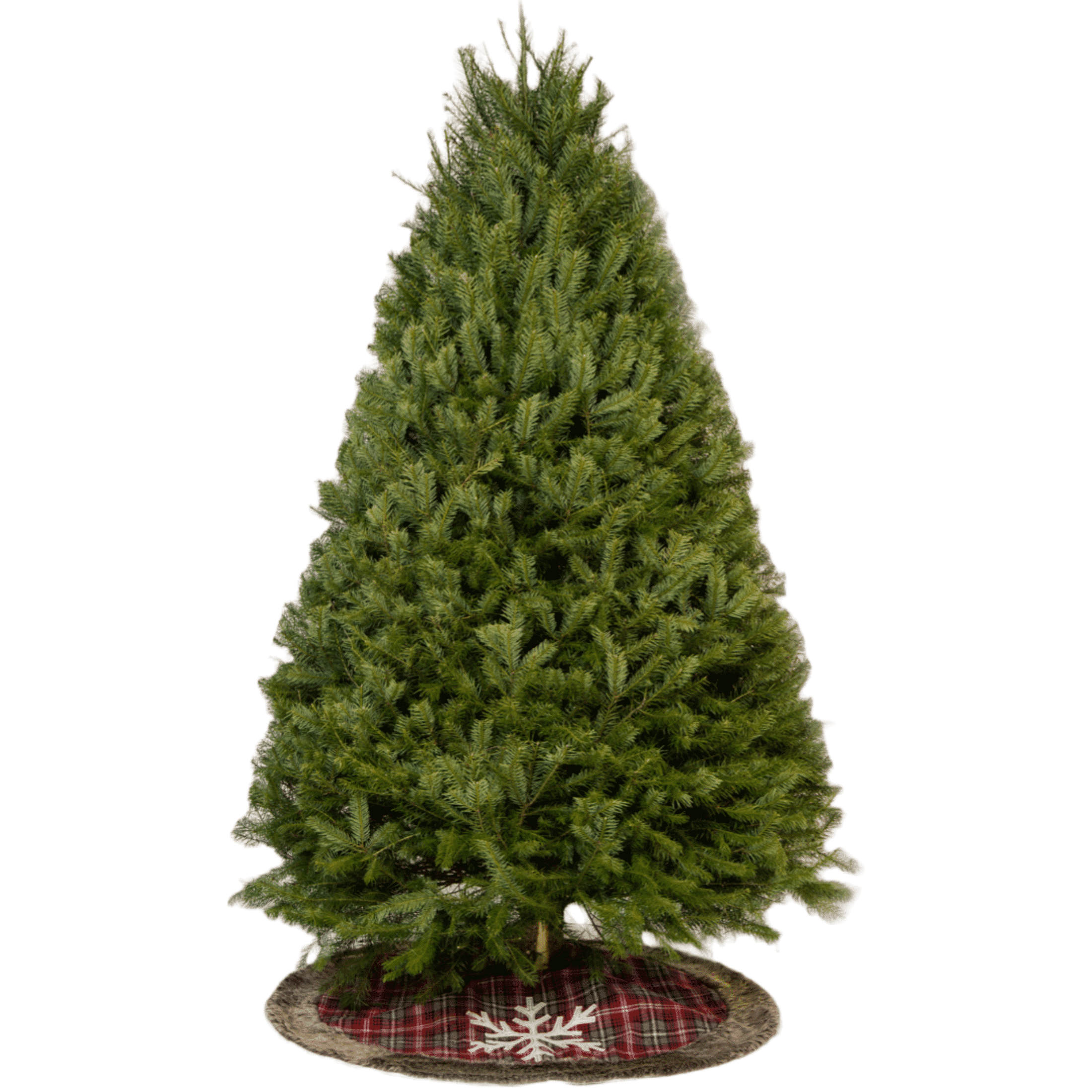 ICI Fresh Cut Douglas Fir Christmas Tree, 5/6 ft.