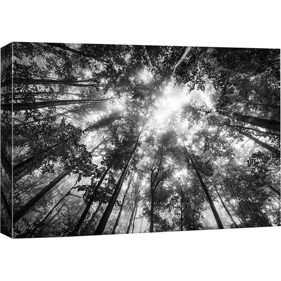 IDEA4WALL Canvas Wall Art Aerial View of Sunlight Filtering Through Trees Leaves Nature Forest Photography Realism Traditional Dramatic Black and White for Living Room, Bedroom, Office - 24"x36"
