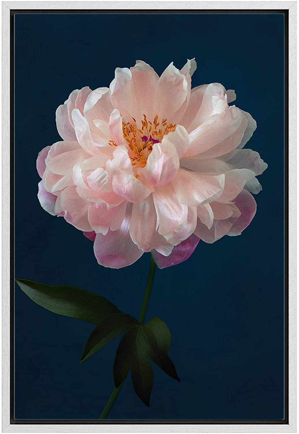 IDEA4WALL Framed Canvas Art Wall Decor A Pink Chinese Peony with Black ...