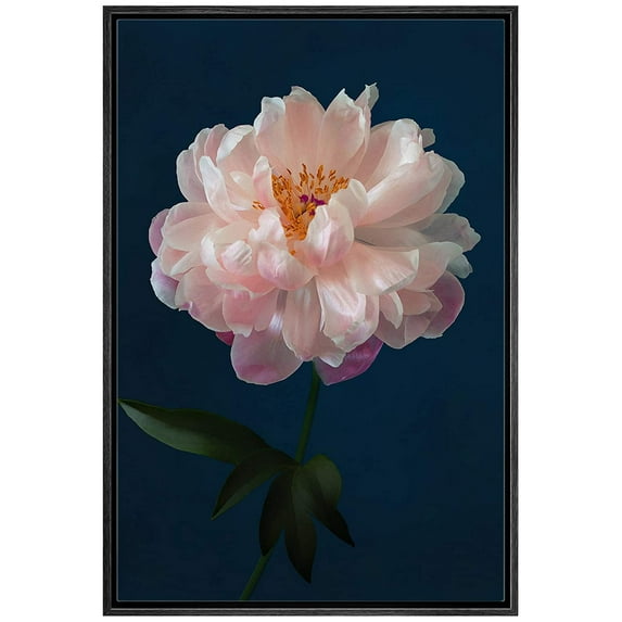 IDEA4WALL Framed Canvas Art Wall Decor A Pink Chinese Peony with Black Background Floral Flower Photography Realism Romantics Closeup Relax/Calm for Dorm Home Office - 24"x36"
