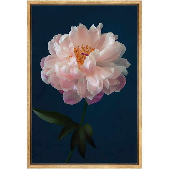 IDEA4WALL Framed Canvas Art Wall Decor A Pink Chinese Peony with Black Background Floral Flower Photography Realism Romantics Closeup Relax/Calm for Dorm Home Office - 24"x36"