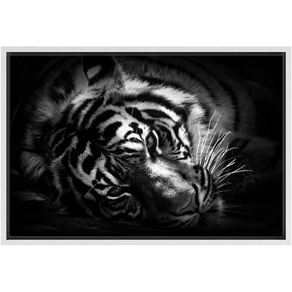 IDEA4WALL Framed Canvas Art Wall Decor White Tiger Animals Wildlife Photography Realism Modern Closeup Dramatic Black and White for Dorm Home Office - 16"x24"