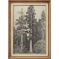 thumbnail image 1 of IDEA4WALL Premium Frame Wall Art Elegant Vintage Tree Drawing Print Classic Fine Art Nature Plants Duotone Artwork Traditional Iconic for Living Room, Bedroom, Office - 26"x36" Natural, 1 of 5