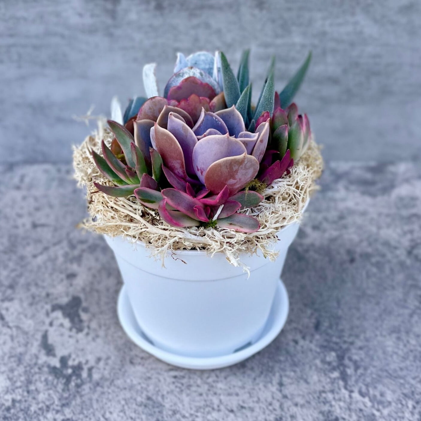 ILYSM Potted Live Succulent Arrangement