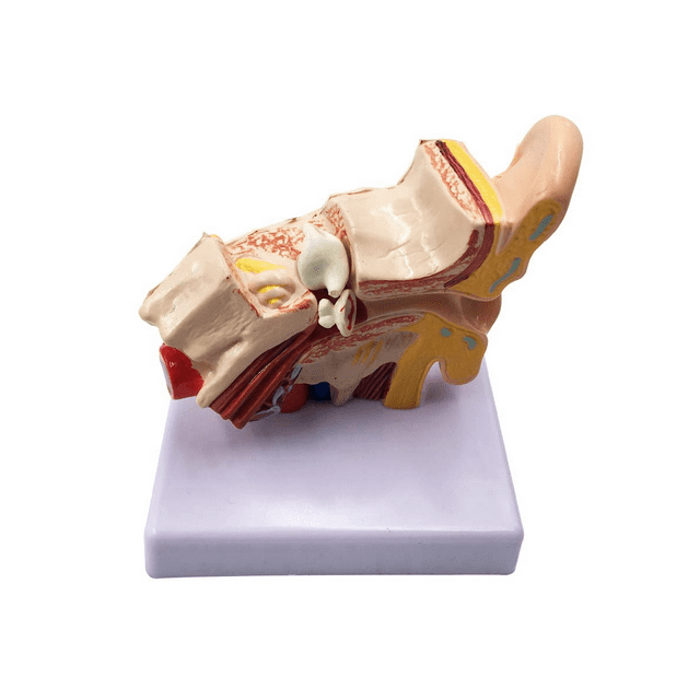 IMCBSTT 1.5X Human Ear Anatomy Model Professional Desktop Inner Ear