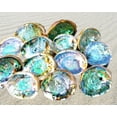thumbnail image 1 of IMPERFECT Vibrant 6"-6.5" Large Abalone Shells, Discounted!, 1 of 10