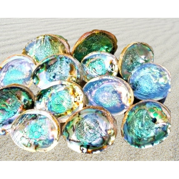 IMPERFECT Vibrant 6"-6.5" Large Abalone Shells, Discounted!