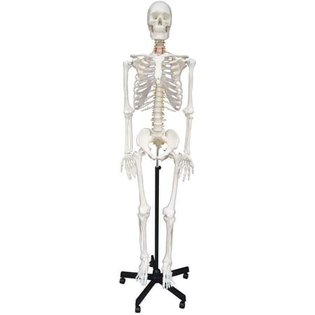 INTBUYING Life Size Human Skeleton Model Medical Full Body Anatomical Teaching Model for Anatomy Teaching and Studying