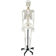 INTBUYING Life Size Human Skeleton Model Medical Full Body Anatomical Teaching Model for Anatomy Teaching and Studying