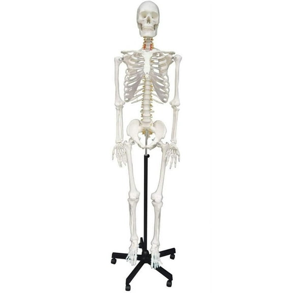 INTBUYING Life Size Human Skeleton Model Medical Full Body Anatomical Teaching Model for Anatomy Teaching and Studying