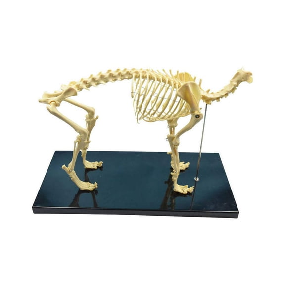 INTSUPERMAI Canine Skeleton Model STANDARD SIZE Dog Display Lab Study Veterinary Animals Model Education Teaching Model