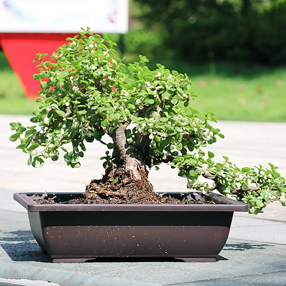 IOTdou Plant Pots, Window Boxes Planters, Imitation Purple Sand Black Plastic Rectangular Planter with 4 Non-Slip Legs, Flower Pot for Garden, Balcony, Windowsill, Long Planters for Outdoor Plants