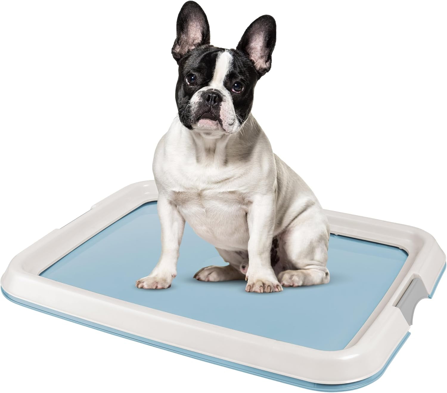Buy Blue IRIS Medium Pet Training Pad Holder at Ubuy Kuwait