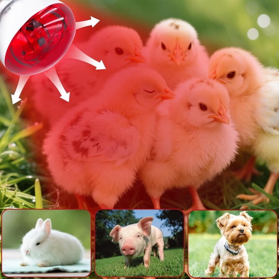 IYFFDFE-250 Watt R40 Red Heat Lamp Bulbs (2-Pack) - Infrared Incandescent Light Bulb for Chickens, Chicks, Reptiles, Pets, Poultry, Brooder, Coop, Bathroom & Sauna - E26 Base, 120V