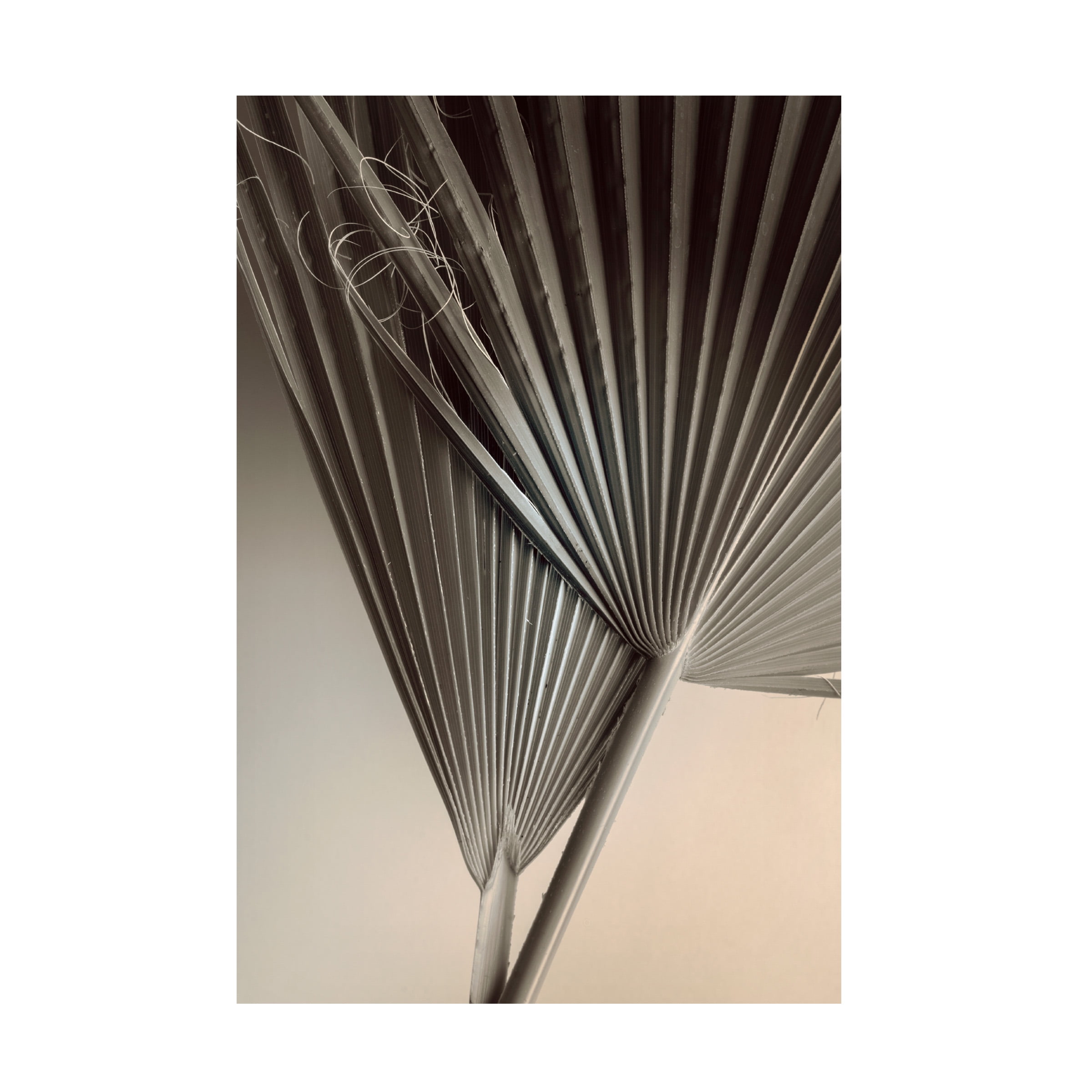 Ian Winstanley 'Fan Detail 8' Canvas Art