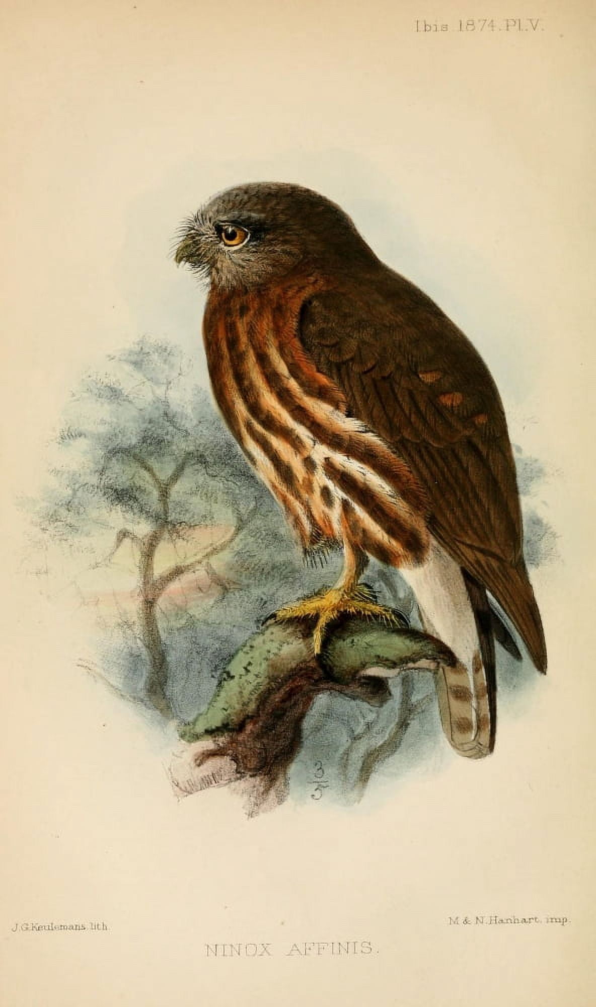 Ibis 1886 Andaman Hawk Owl Canvas Art - John G Keulemans (24 x 36)