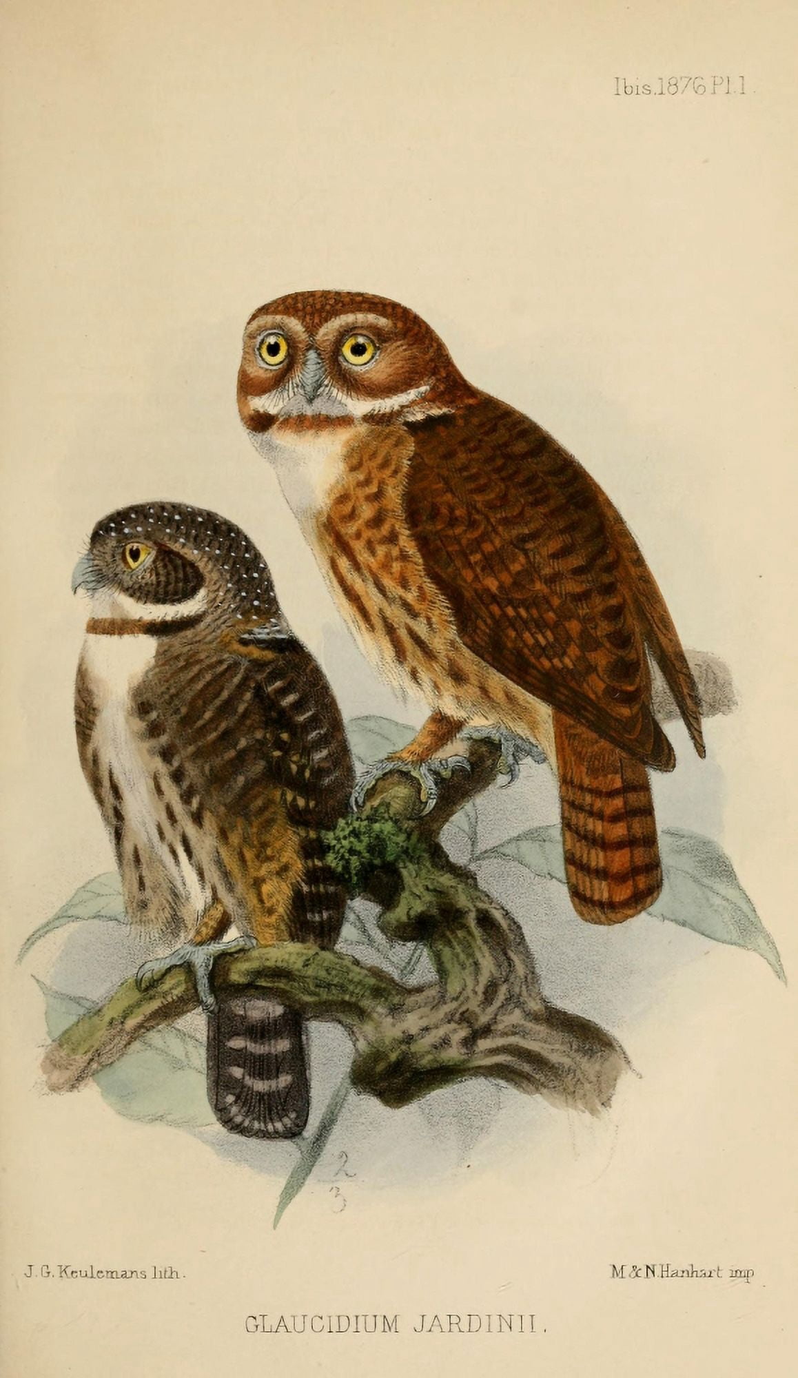 Ibis 1886 Andean Pygmy Owl Canvas Art - John G Keulemans (24 x 36)