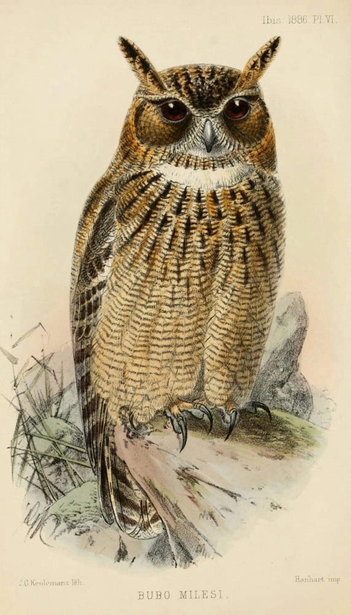Ibis 1886 Eagle Owl Canvas Art - John G Keulemans (18 x 24)